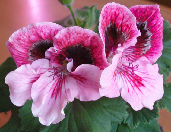 Austriana