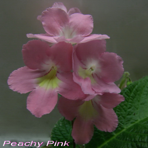 Peachy Pink_k.jpg
