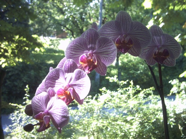PICT0012.jpg
