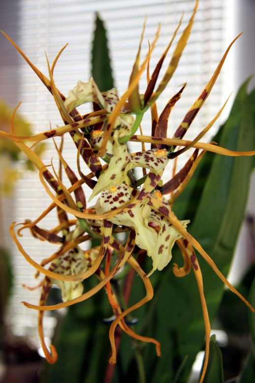 brassia1.jpg