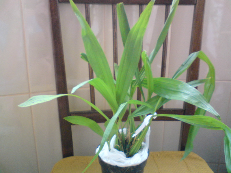 DSC01182.jpg