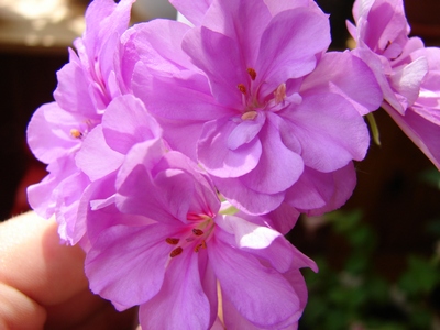 DSC00078_1.JPG
