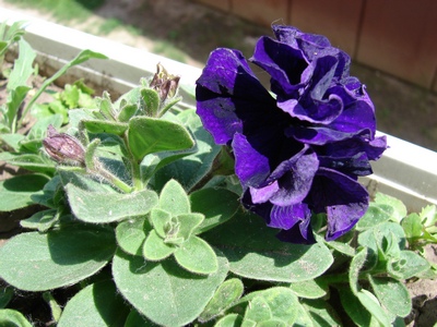 DSC00095_1.JPG