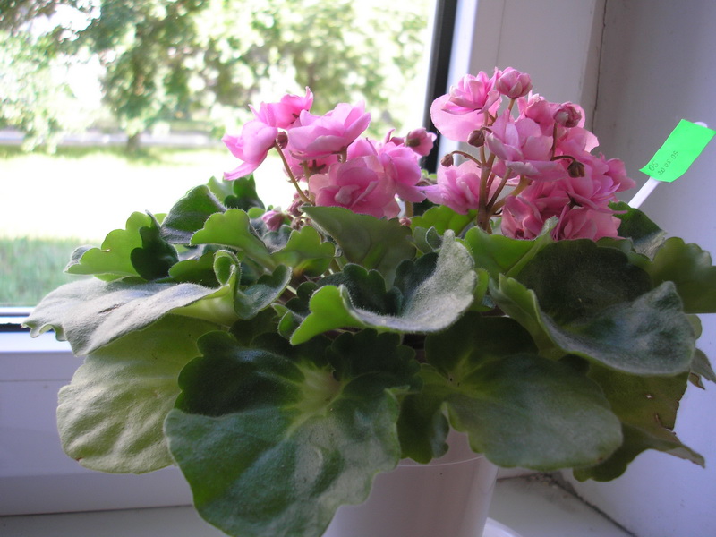 P6100013.jpg