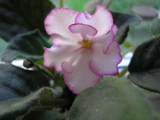 P6100005.jpg