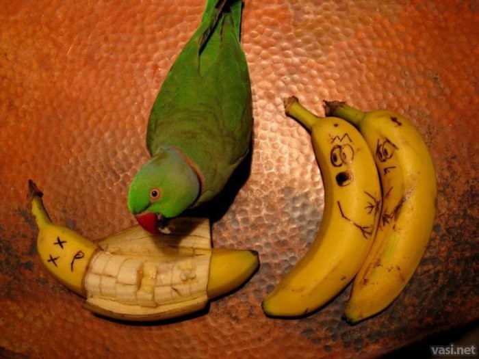 parrot.jpg