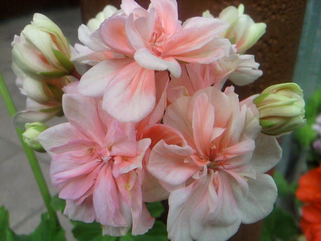 "любимчик"