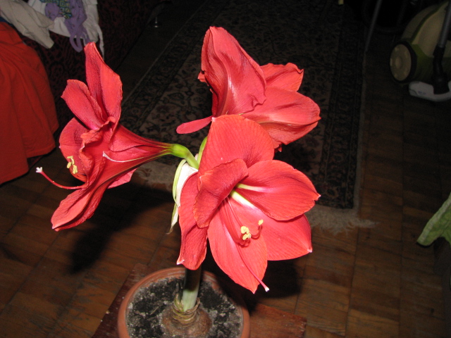 IMG_1597.JPG