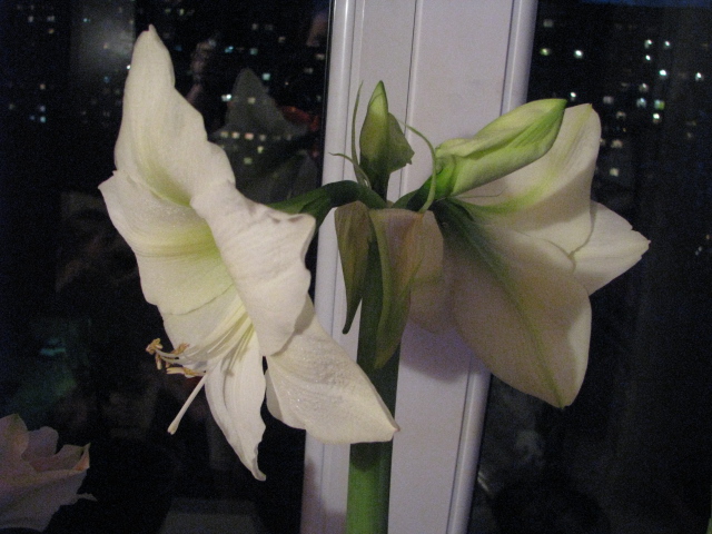 IMG_1629.JPG