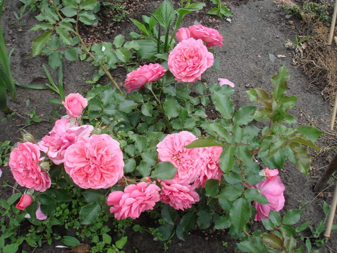 DSC01317.JPG