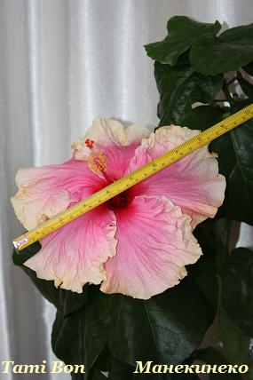 IMG_0878 060309.jpg