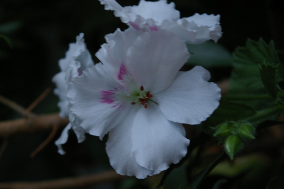IMGP0329.JPG