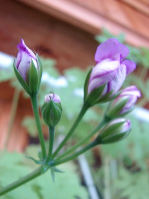 DSC00018_1.JPG