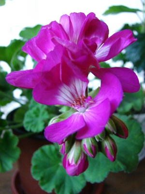 DSC00010_1.JPG
