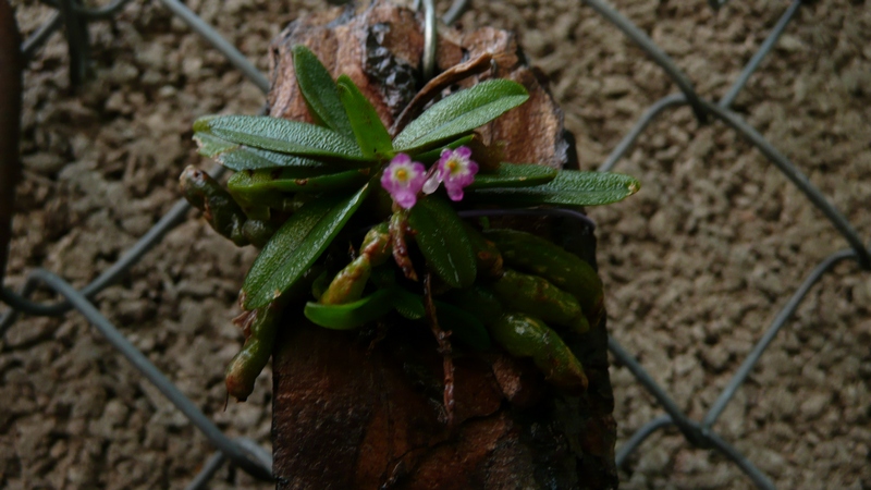P1050818.JPG