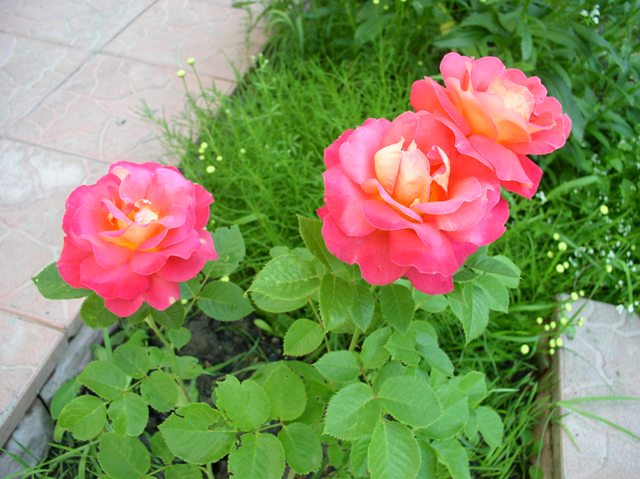 P1010028.JPG