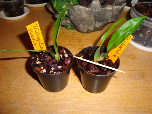 DSC01426.JPG