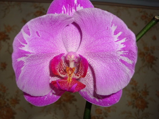 DSC01424.JPG