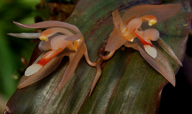 coelogkelamensis.jpg