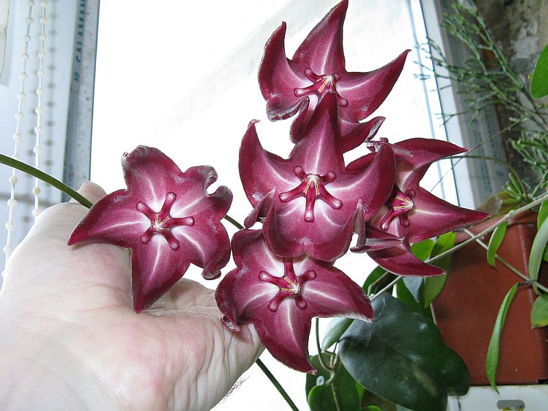 H. onychoides