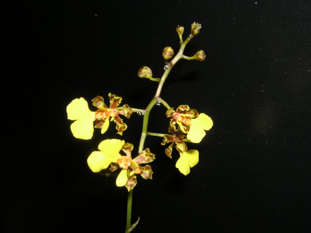 DSCN3485.jpg