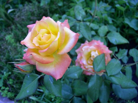 P1010027.JPG