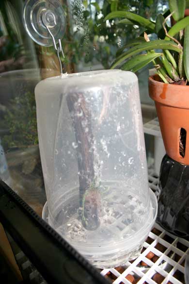Polyrrhiza_lindenii_101907_2.jpg