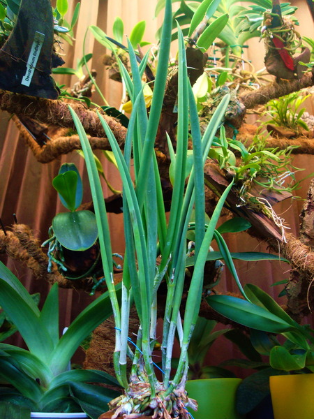 DSC01930  11.jpg