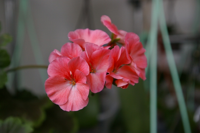 IMGP0360.JPG