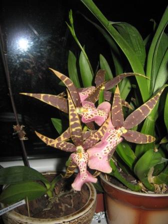 IMG_0633.jpg