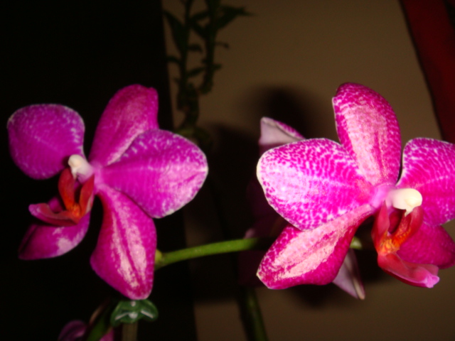 DSC03323.JPG