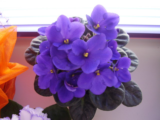 P5040080_resize.JPG