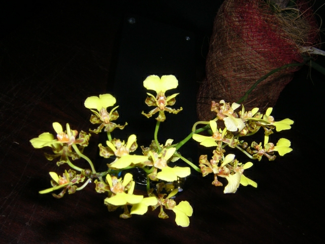 DSCN3643.jpg