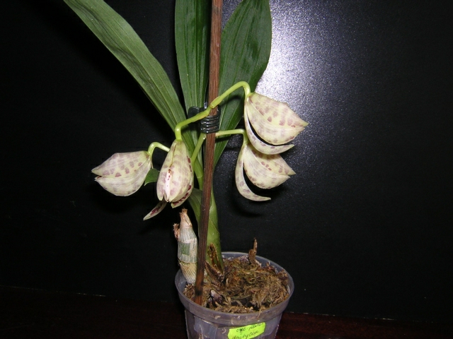 DSCN3631.jpg