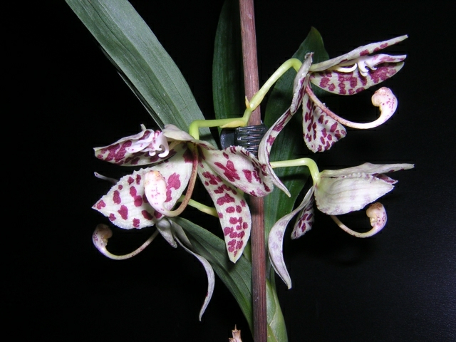 DSCN3651.jpg