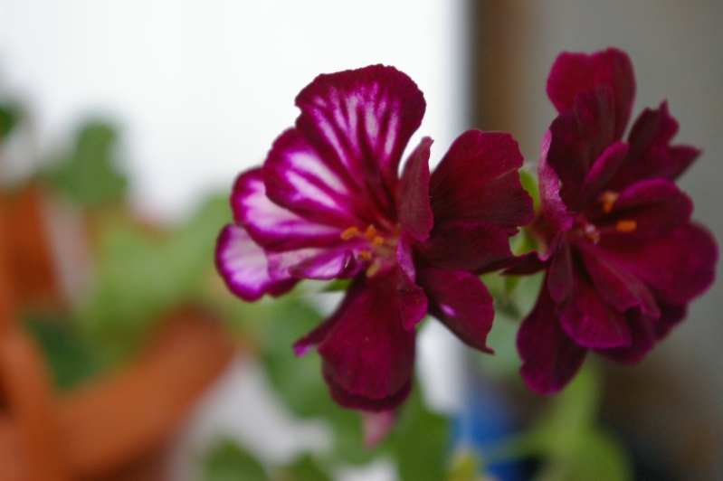 IMGP0480.JPG
