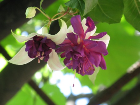 фуксія "Deep Purple  "