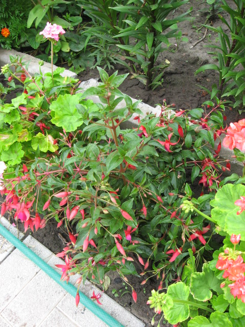 IMG_2265.JPG