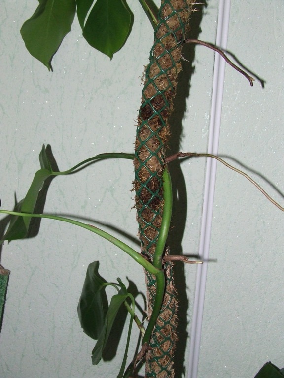 DSCF0010.JPG