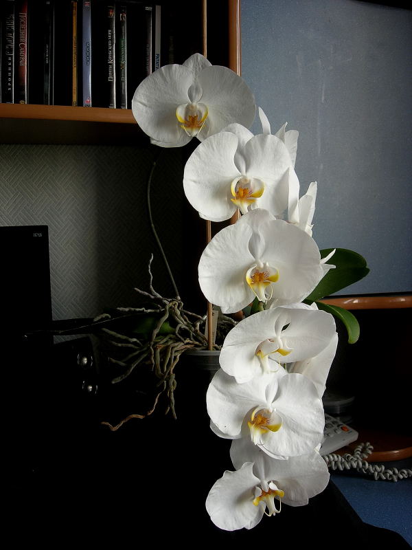 DSCN4973.JPG