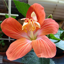 Coeur Creole.jpg