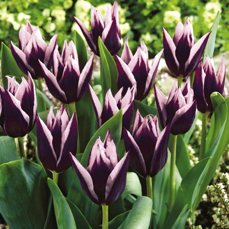 Tulip Raika