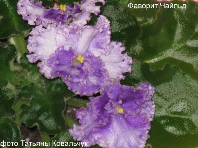 Чайльд 1.jpg