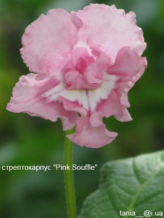 Pink Souffle.jpg
