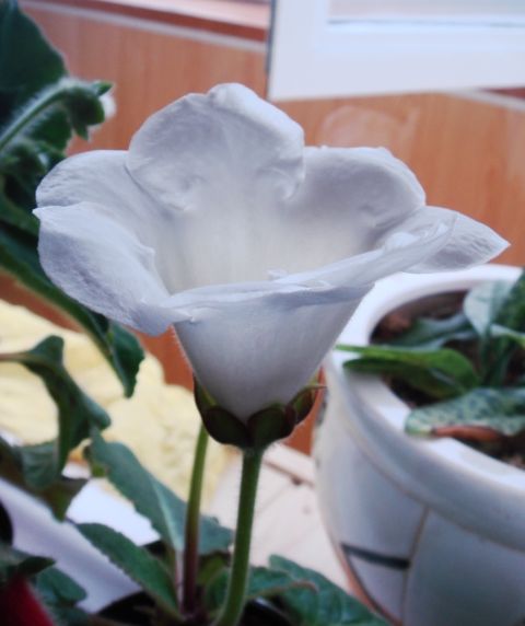 DSC05140.JPG