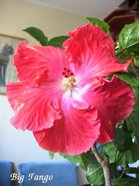 Big Tango_1_2.jpg