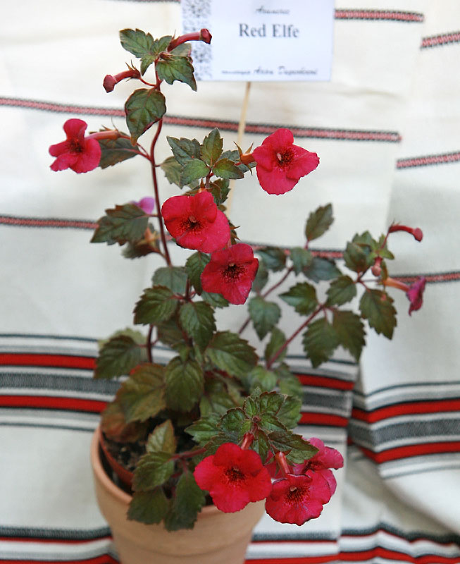 Vis0809022.jpg