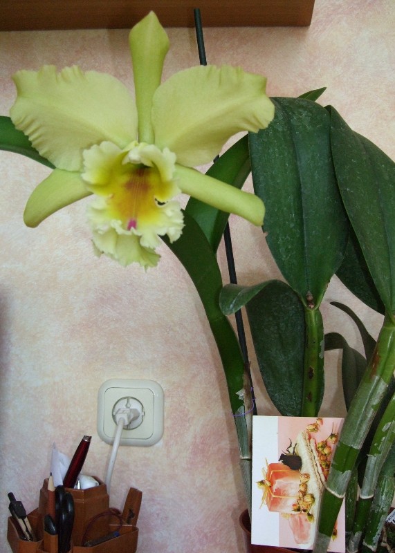 BLC Magic Meadow ''Napoleon" Пахнет яблочно-цветочно.....только днём