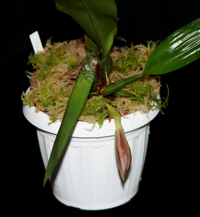 TrichopiliaMarginata1.jpg