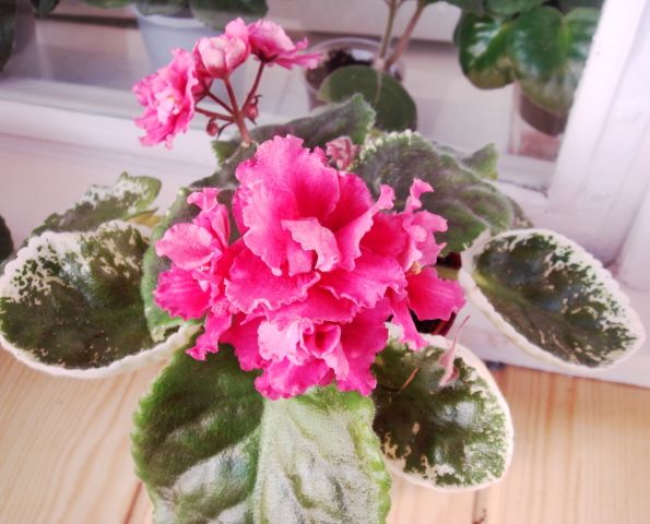 DSC05871.JPG
